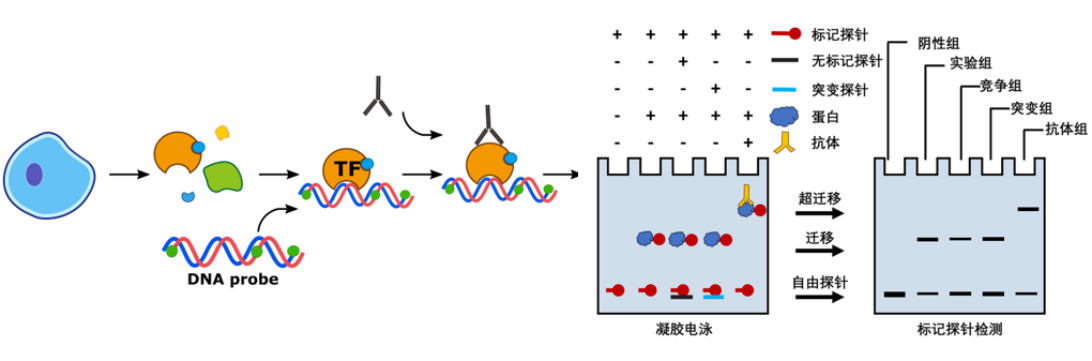 凝胶迁移实验（EMSA）