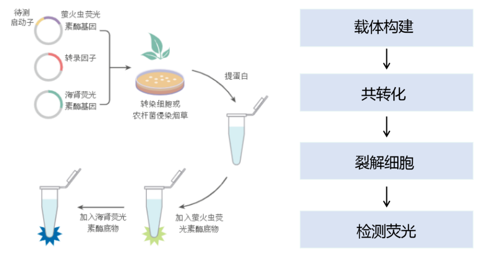 双荧光素酶报告基因实验（Dual-LUC）