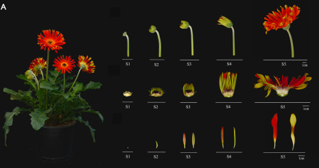 花儿为什么这样红？基因家族分析帮你摸清植物花青素的“调色”套路
