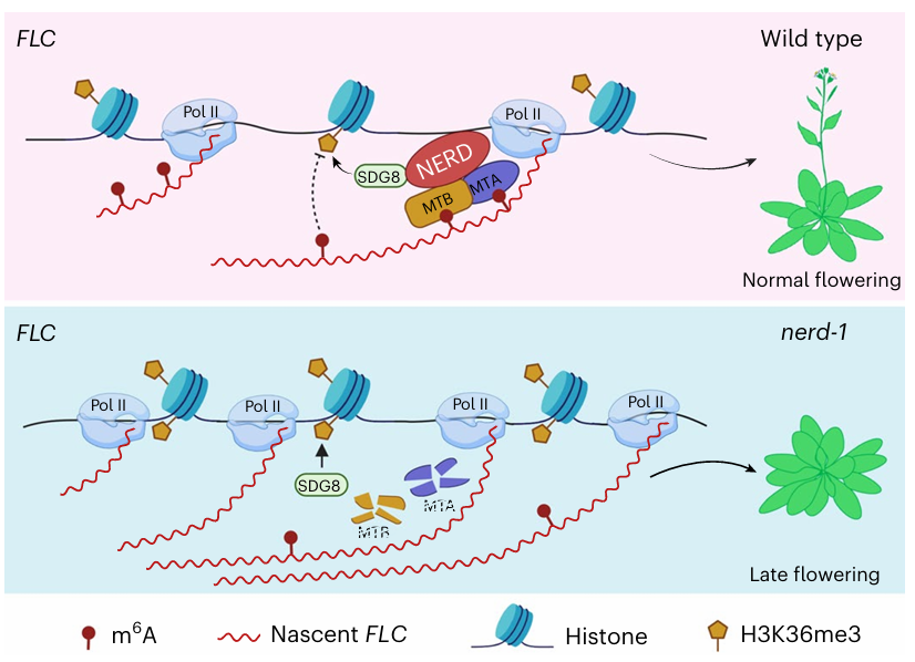 【农学前沿】揭秘植物开花的“时钟”：RNA m6A与H3K36me3的精准调控