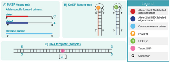 高通量分子标记分型-KASP