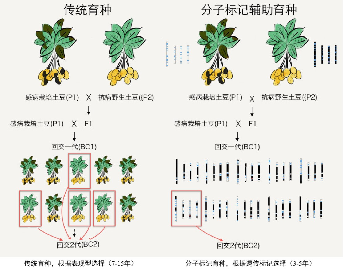 KASP基因分型检测