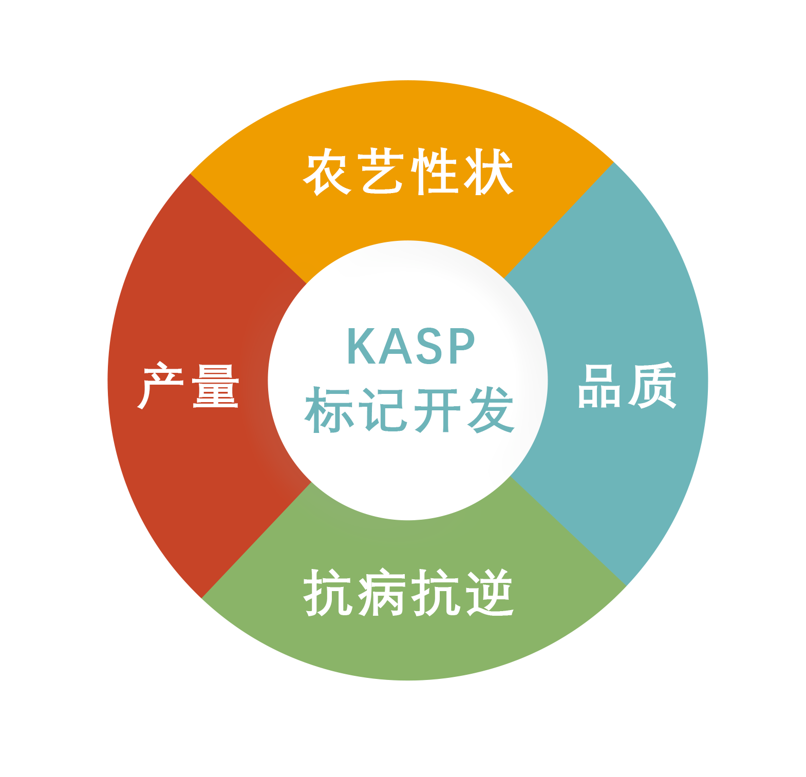 KASP基因分型检测
