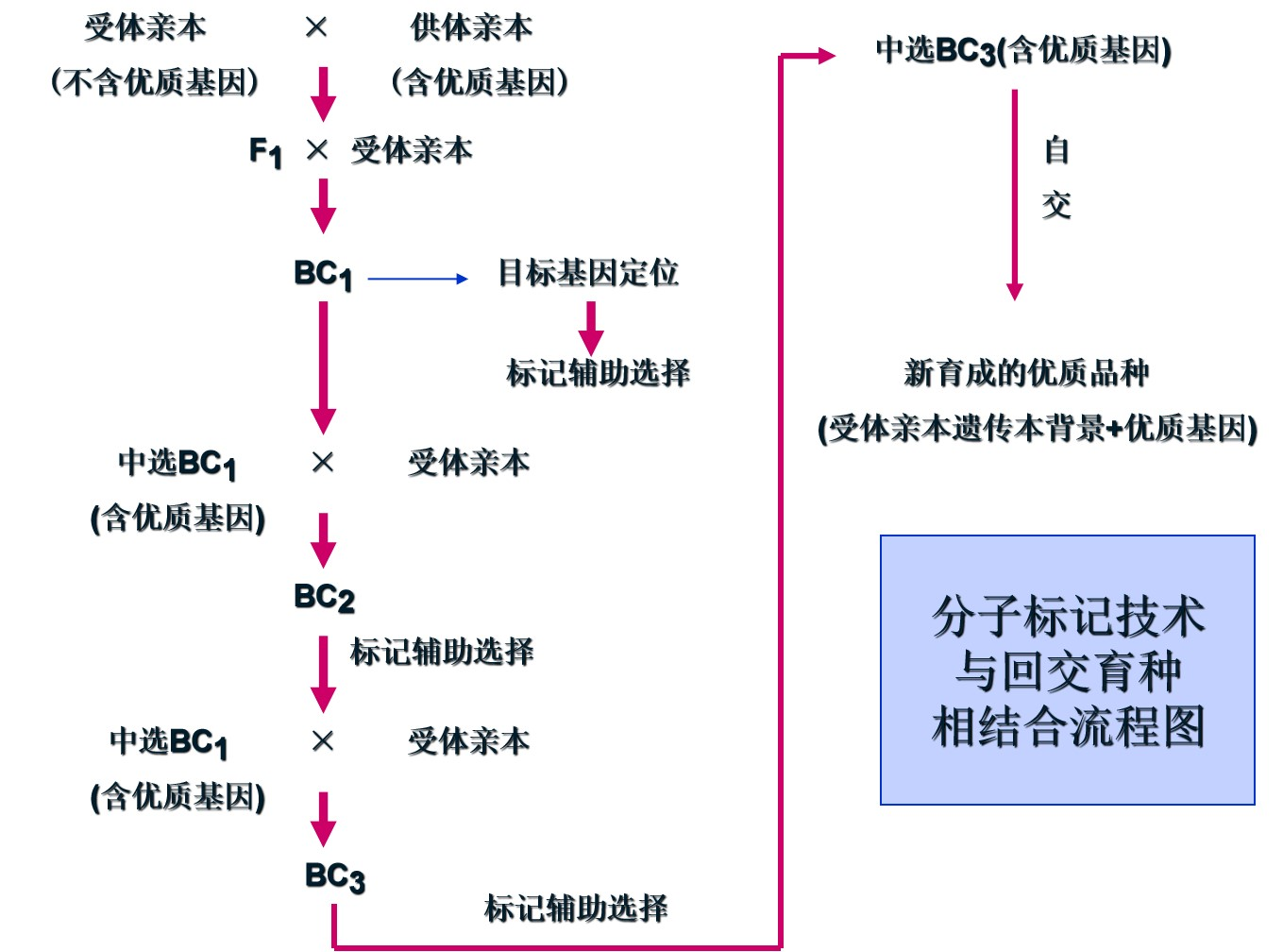 KASP基因分型检测