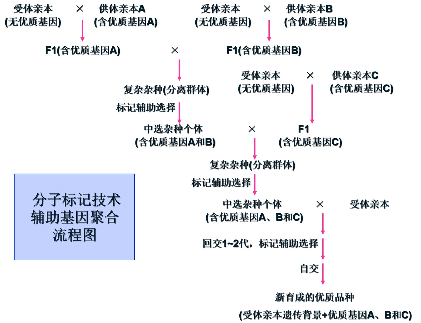 KASP基因分型检测