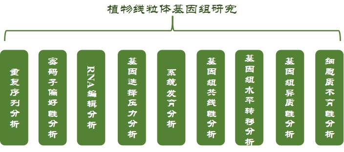 线粒体基因组