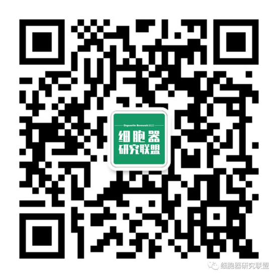 线粒体基因组